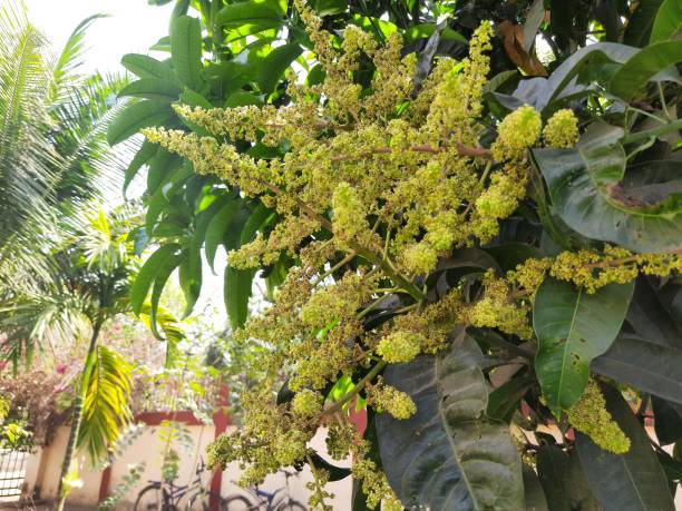Mango flower blossom, Aam ka Manzar. inflorescence and immature fruits of an 'Alphonso' mango tree. Mango is also known as king of fruits. Close up of mango tree leaves with blooming little flowers.