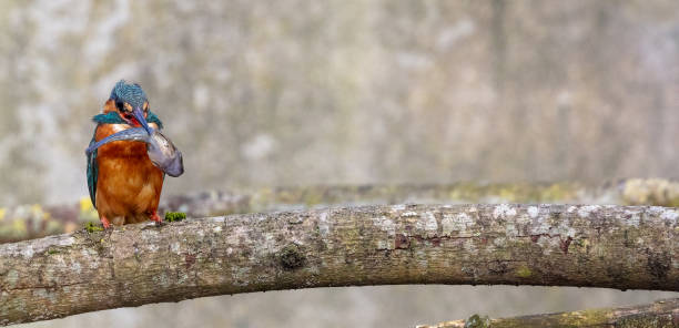 istock Female common kingfisher with catch 1305057232