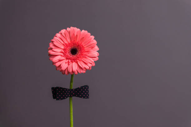 rosa gerbera blume mit einer fliege auf dem stiel - gerbera daisy stem flower head pink stock-fotos und bilder