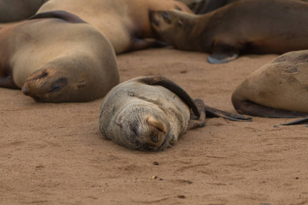 istock Cape fur seals, Cape cross, Namibia, Africa 1305058529
