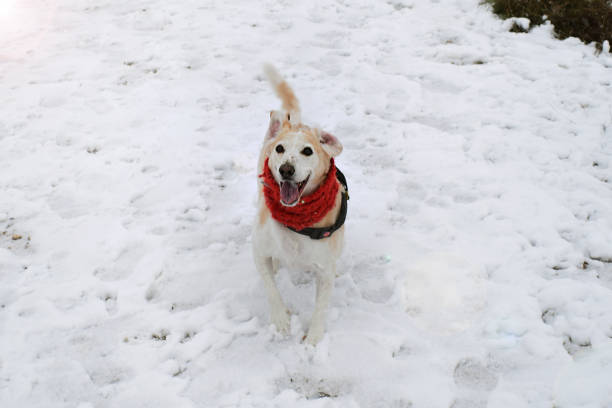 istock Dog on the snow 1305058901