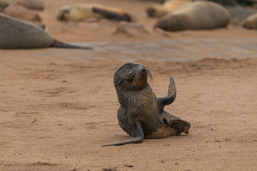 Cape fur seals at the rocky and sandy beach from Cape cross in Namibia, Africa