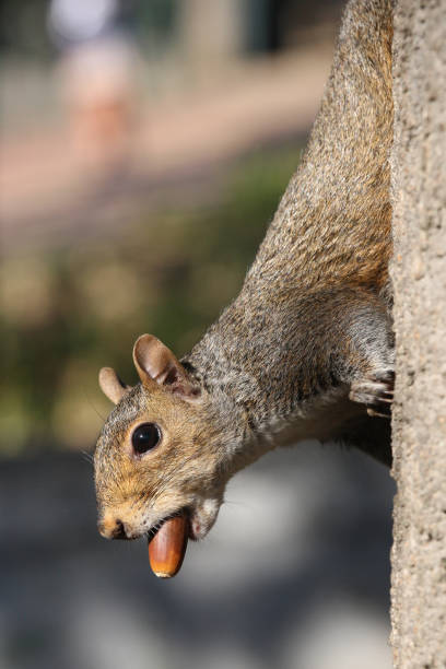 Red squirrel running to put food safe for its babies