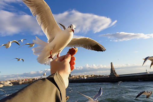 Feeding birds from a boat in Istanbul, Turkey. Many tourists feed them with bread in order to make nice pictures.