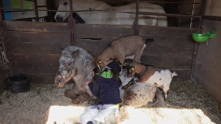 Child visitor at the animal rescue center, lying in the stable on the hay, while petting the pony and goats