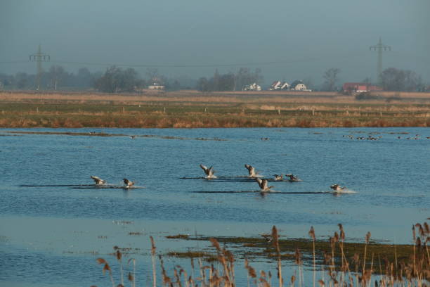 istock Wild geese landing on a lake on a meadow 1305060710