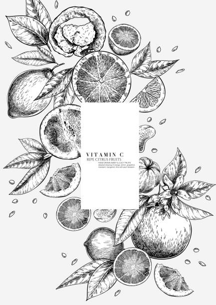 illustrations, cliparts, dessins animés et icônes de ensemble d’agrumes. orange dessinée à la main, citron, pamplemousse, mandarine, citron vert, bergamote, feuilles au bloosm et branches. vector composition gravée restaurant branding, design de paquets cosmétiques, menu. - lime fruit citrus fruit portion