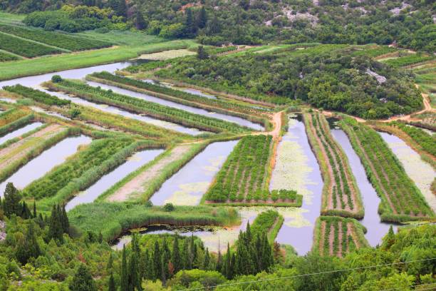 paisagem agrícola da croácia - ploce - fotografias e filmes do acervo