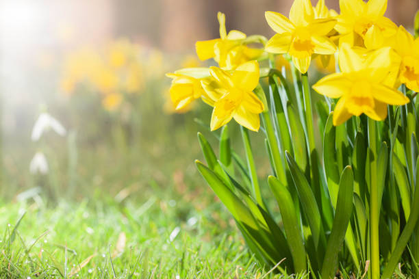 istock Daffodils growing in a spring garden 1305061425