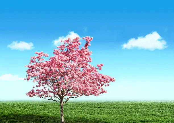 Photo of A picture of a free-standing tree blooming with bright pink flowers in an open field on green grass