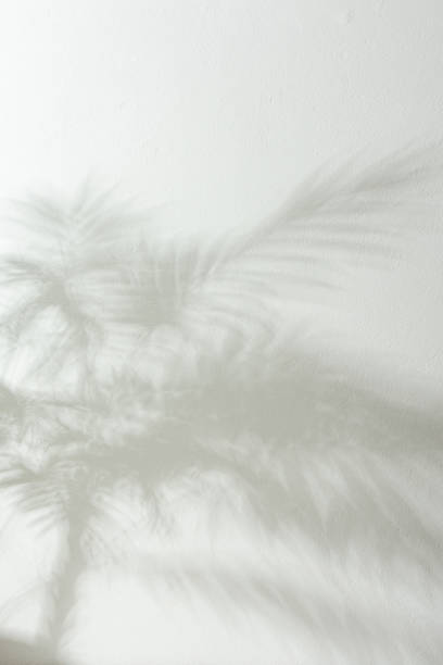 istock Shadow of a home flower Chamaedorea on a white wall 1305062137