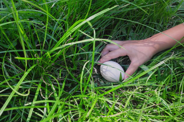 istock Easter egg hunt concept. Kid hands searching for plain white egg on grass garden. 1305062885