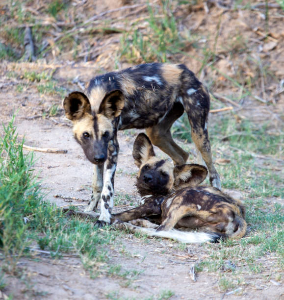 istock African Wild Dogs 1305063868