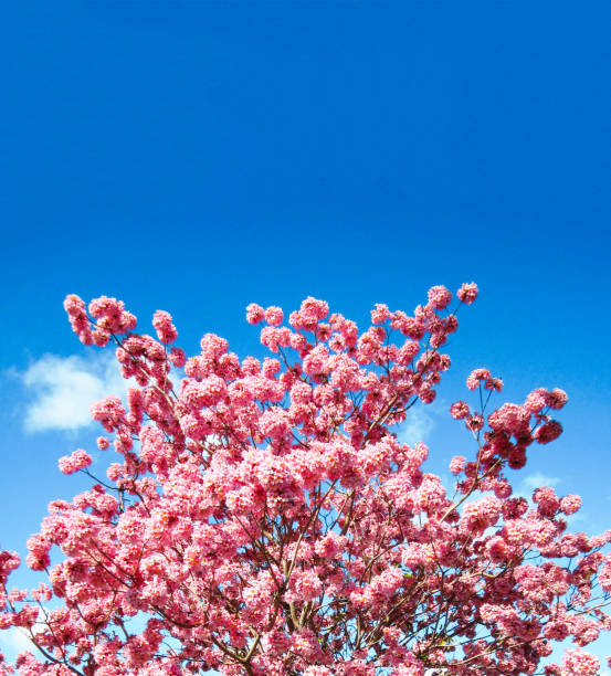 istock bright pink flowers on a blue sky background 1305064129