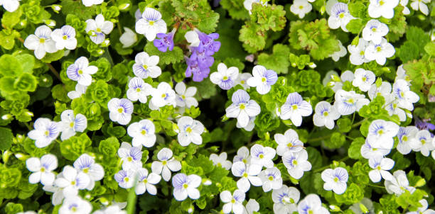 istock Small soft blue flowers on the low grass. Flat Shot 1305064711