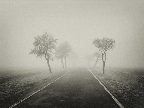 Deserted road in the fog between trees and a boudary wall