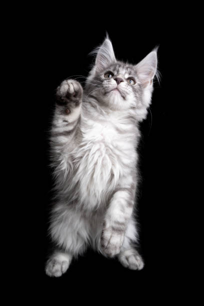 istock curious silver maine coon kitten playing rearing up on black background 1305065016