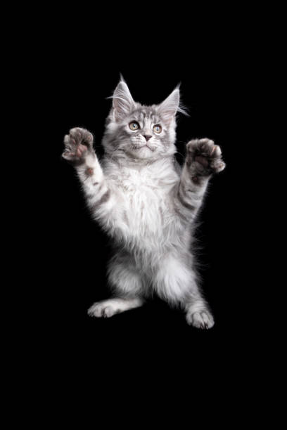 istock playing maine coon kitten rearing up on black background 1305065065