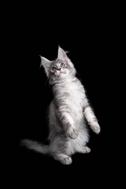istock silver maine coon kitten rearing up standing on hind legs looking up on black background 1305065150
