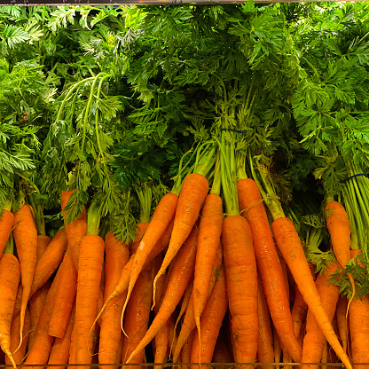 Fresh organic carrots with their green leaves