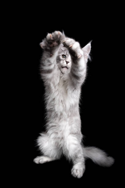 istock cute silver white tabby maine coon kitten raising both arms lifting paws on black background 1305065208