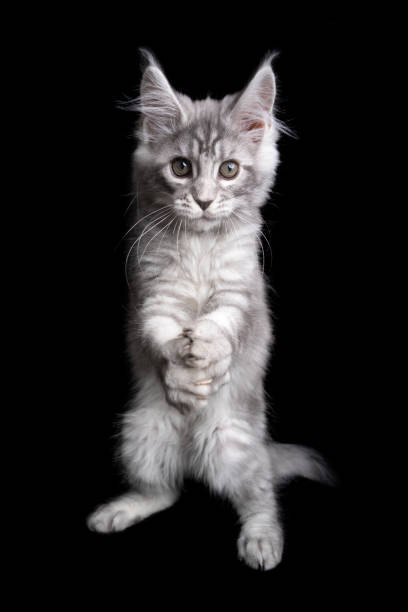 istock funny maine coon kitten playing clapping or folding hands like a prayer 1305065222