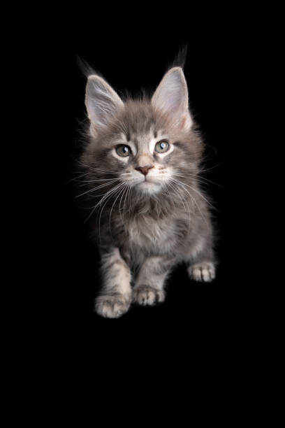 istock curious maine coon kitten looking at camera on black background 1305065240