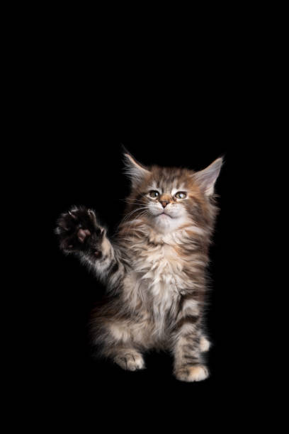 istock cute tiny calico maine coon kitten playing lifting paw on black background 1305065243