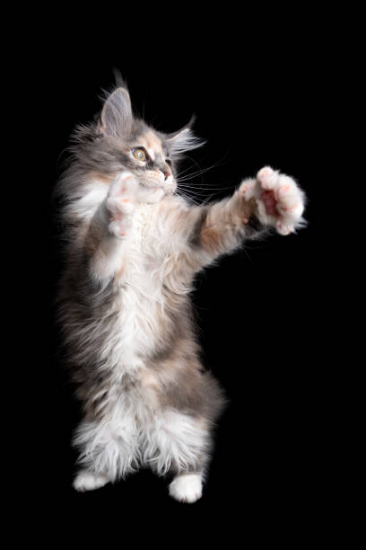 istock calico maine coon kitten playing fighting looking like a boxer on black background 1305065245