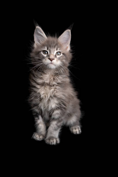 istock curious maine coon kitten portrait on black background 1305065252