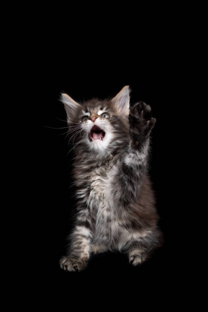 istock tabby maine coon kitten with open mouth playing lifting paw on black background 1305065350