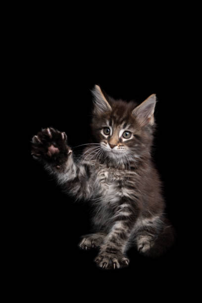 istock curious playful maine coon kitten lifting paw on black background 1305065886