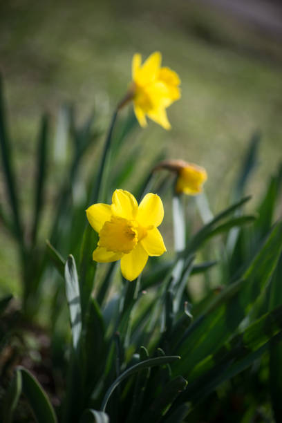 istock yellow daffodils flowers in a public garden 1305065915