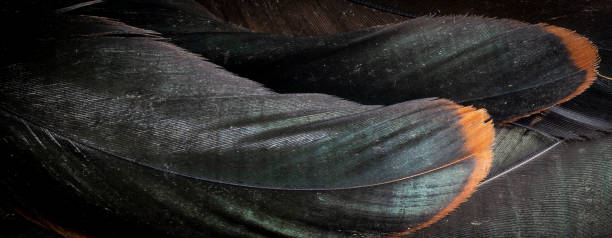 istock macro photo black rooster feathers. background or texture 1305066186