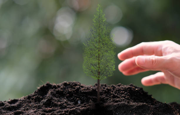 istock small tree growing on green background. eco earth day concept 1305066354