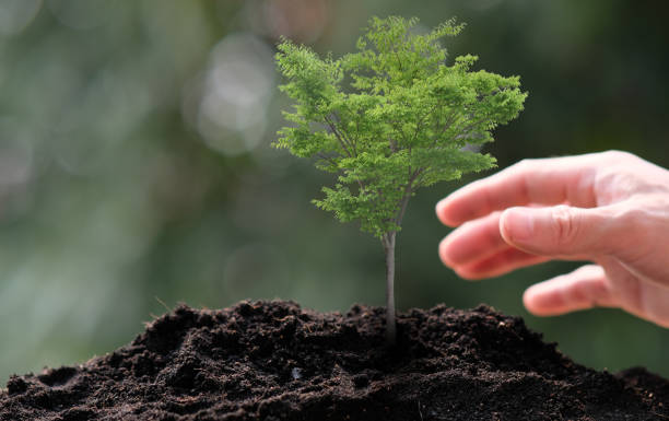 istock small tree growing on green background. eco earth day concept 1305066395