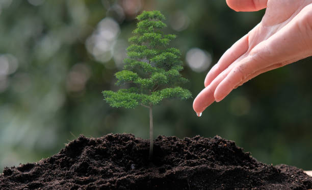 istock small tree growing on green background. eco earth day concept 1305066413