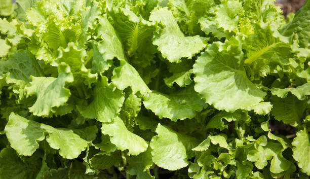 istock Lettuce grows. Organic fortified food. 1305066419