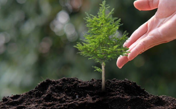 istock small tree growing on green background. eco earth day concept 1305066432