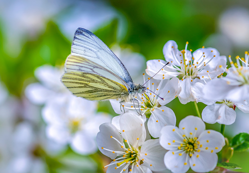 The white-winged hawthorn butterfly sits on cherry blossoms and feeds on nectar.