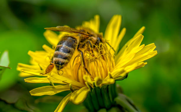 istock Honeybee collects nectar from a blooming dandelion flower 1305067454