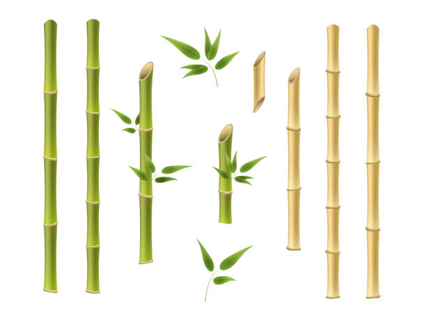 bambusowe zielone i brązowe elementy dekoracyjne w realistycznym stylu. realistyczne 3d szczegółowe pędy bambusa zestaw eco element dekoracyjny - flower china frame chinese culture stock illustrations