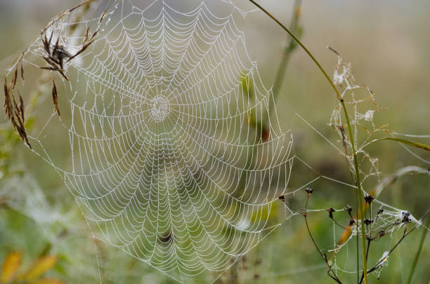 istock Little dew drops on spider web on summer morning 1305067706