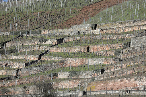 viticulture in esslingen am neckar