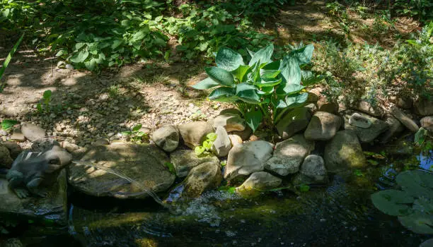 Photo of Beautiful Blue Angel Hosta (Funkia) with a lush leaf grows near a garden pond. Blue Hosta leaves on blurred background of wet stones of pond shore with fountains. Shady motive for natural design.