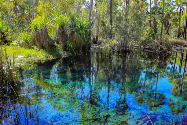 istock Turquise waters at mataranka 1305070781