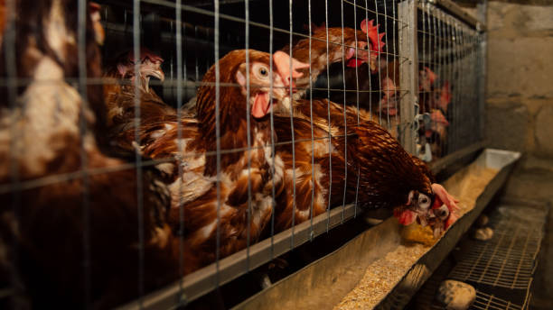 istock Chickens are in cages, chickens are in cages 1305070968