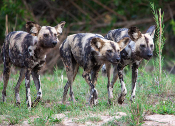 African Wild Dogs stock photo