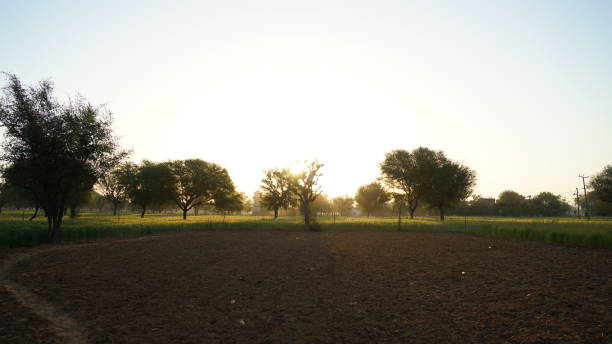 istock Sharp shining golden rays through trees. Sunrise view on agriculture field with attractive golden rays and sunbeams. 1305071357