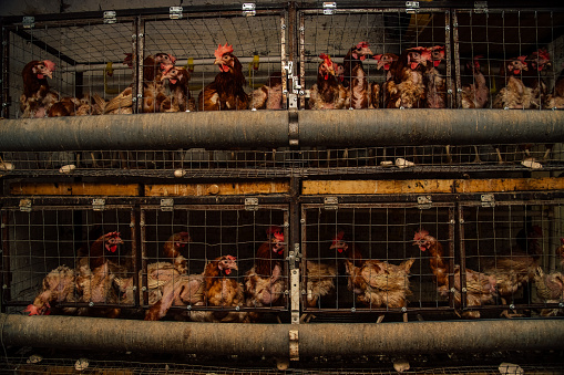 Chickens are in cages, chickens are in cages. Farm